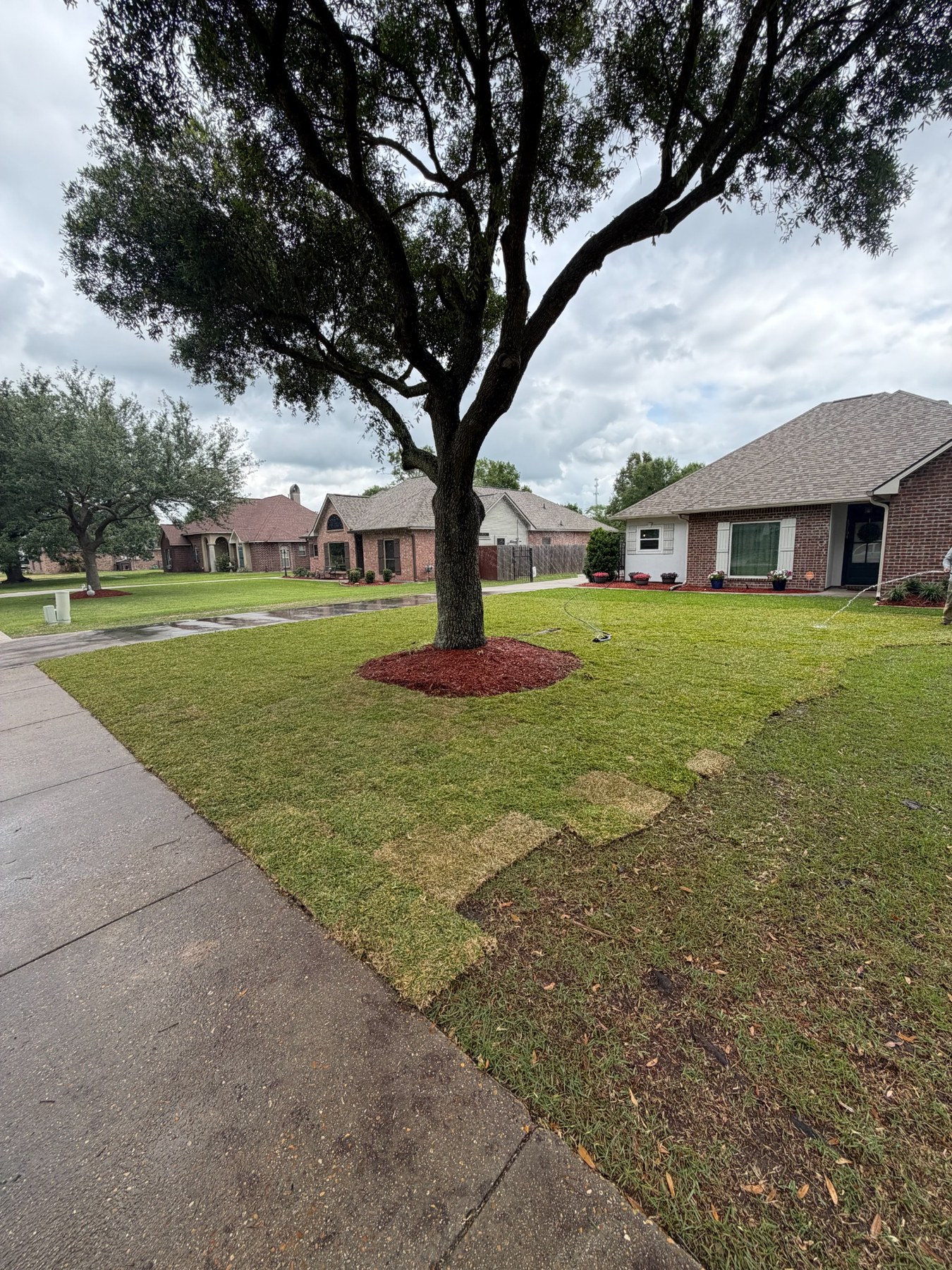 Front lawn with a freshly mulched tree bed