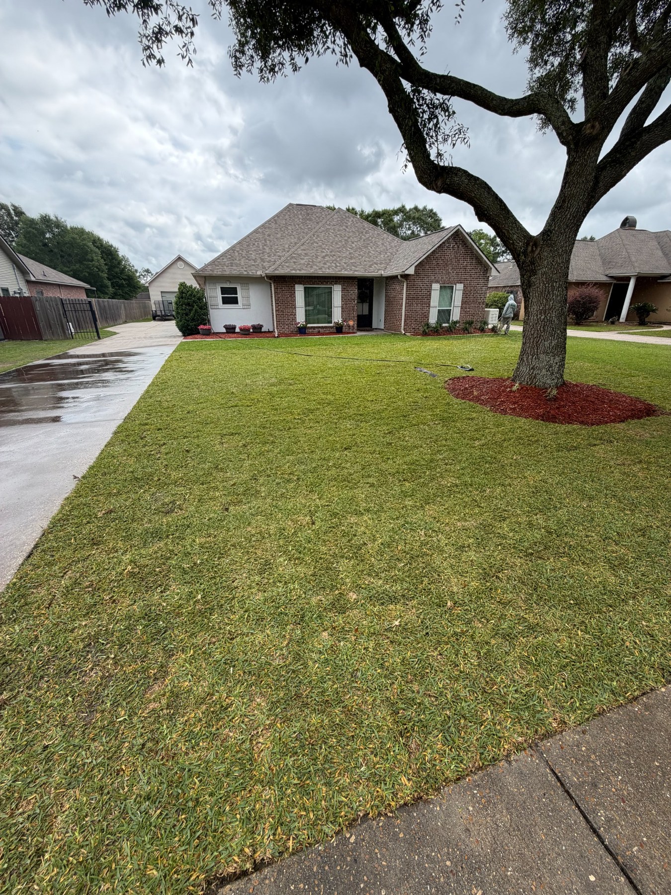 Finished front lawn with fresh mulch around a mature tree